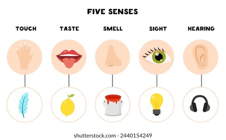 Five senses organs, vector illustration. Sight hearing taste touch,smell.