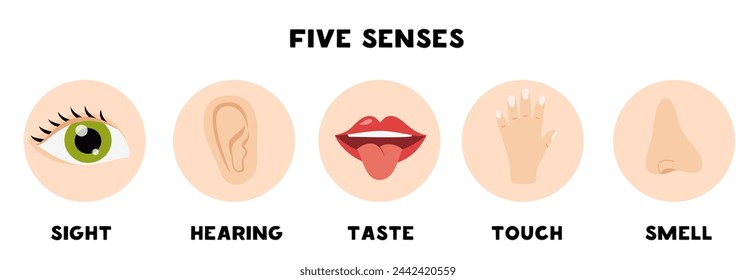 Cinco órganos de sentidos, ilustración vectorial. Visión, oído, gusto, olfato.