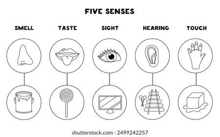 Five senses organs, vector illustration, black and white edition. Sight hearing taste touch smell.