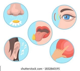 Five senses set. Smelling, tasting, touching, vision, hearing illustrations with nose, eye, tongue, ear and hand. Vector illustrations collection for human organs, sensations, anatomy concept