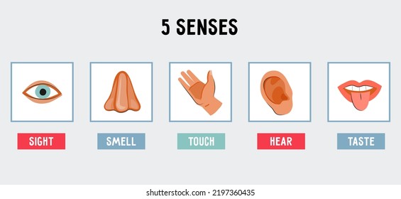 Five Senses Symbols Or Icons Set, Flat Cartoon Vector Illustration Isolated On White Background. Sight, Hear, Smell, Taste And Touch 5 Senses Infographic.