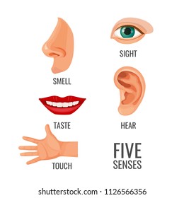 Five Senses Titles Body Parts Vector Stock Vector (Royalty Free ...