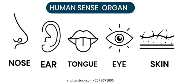 Five senses vector, icon set isolated on white background. Human senses organ icon, vector set. Collection of nose, ear, tongue, eye, skin silhouette. Vector illustration.