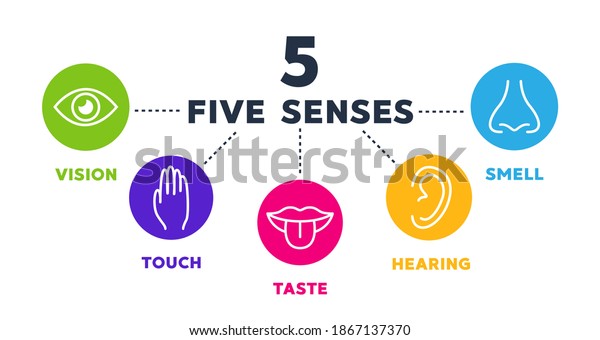 Five Senses Vector Icons Set Vision Stock Vector (royalty Free 