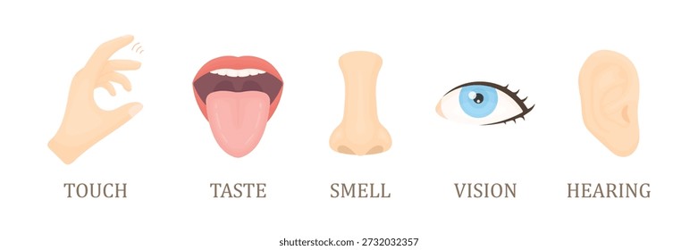 Five Senses Vector Illustration, Human Sensory Organs, Perception and Awareness Concept