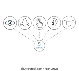  Five  senses: vision, smell, hearing , touch , taste. 