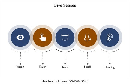 Five Senses - Vision, Tough, Taste, Smell, Hearing. Infographic template with icons