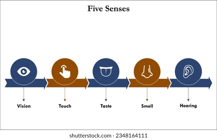 Five Senses - Vision, Tough, Taste, Smell, Hearing. Infographic template with icons