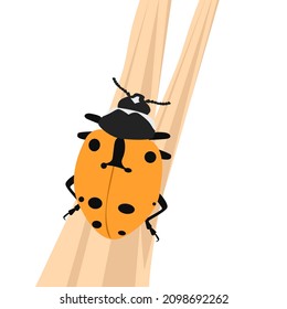 Five spotted lady bug, illustration, vector on a white background.