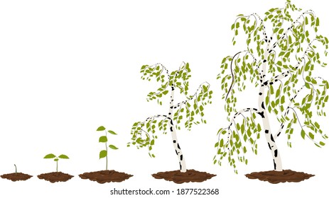 Five stages of growing maple birches.