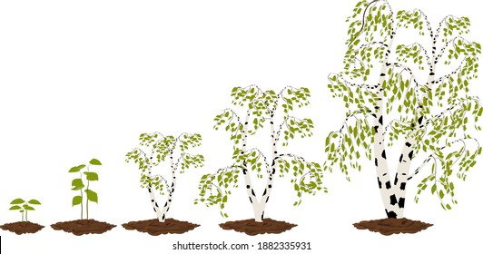 Five stages of growing maple birches.