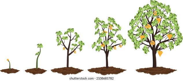 Five stages of growing money tree.