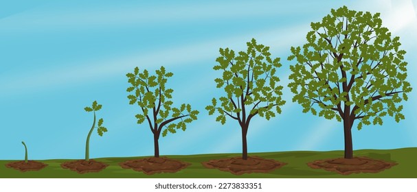 Five stages of growing tree against the sky. 