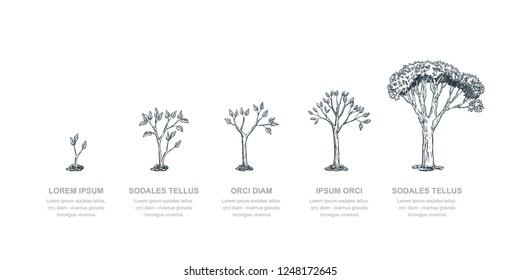 Five stages of growing tree, vector sketch illustration. Investment and finance growth business concept. Infographic design template. - Shutterstock ID 1248172645