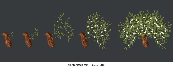 Five stages of mistletoe growth on a gray background