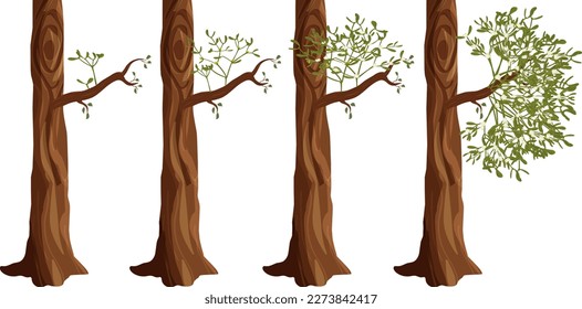 Five stages of mistletoe growth on tree