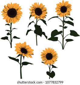 cinco girasoles con hojas
