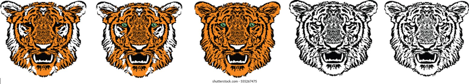 Five tigers close up, redhead, striped, black and white, transparent, green eyes on white background, isolated, vector