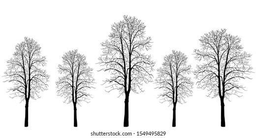 Five trees of different colors. Trees without leaves. Bare tree trunks with branches without leaves. Trees on a white background. Large plants for decoration. Many branches without leaves.