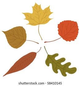 Five vector autumn leaves on white background.
