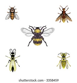 Five vector bees and wasps