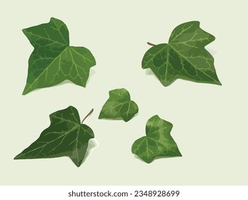 five vector ivy leaves of several sizes