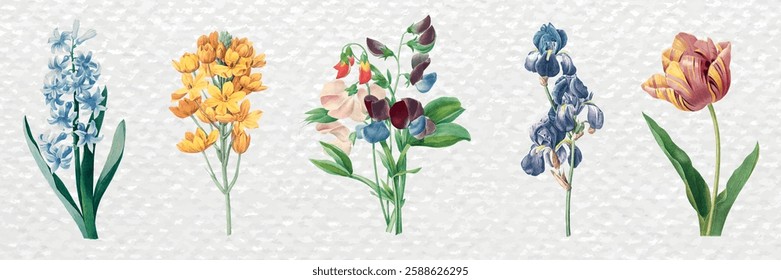 Five watercolor flowers: blue hyacinth, yellow freesia, mixed sweet pea, blue iris, and red tulip. Colorful flowers on textured background. Spring illustrations, vector set.