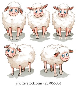 Five white sheep on a white background