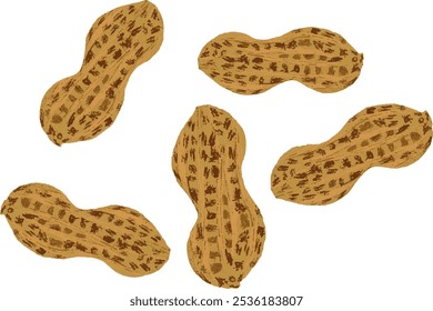 Five whole peanuts with shell illustration isolated 