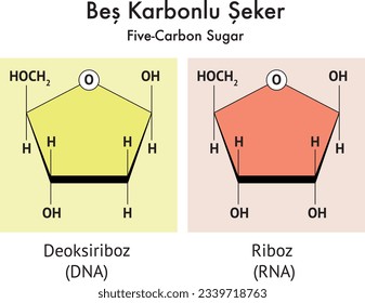 Five-Carbon Sugar, Deoxyribose, Ribose, Glucose, Galactose, Fructose, Dehydration, Hydrolysis, Glycoside Bond, Sucrose, Molecule, Atom, Element, DNA, Riboz, Beş Karbonlu Şeker Oluşumu, Kimya, Formül