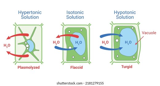  Flaccid Cell And Plasmolysed Cell Colorful Symbols. Vector Illustration.