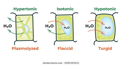 Símbolos Coloridos Hipotónicos Hipotónicos De La Célula Hipertónica De La Célula Plasmólisis Y De La Célula Turgida