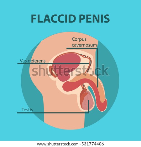 on flaccid penis On flaccid penis