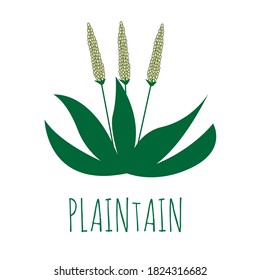 flaintain flower herb vector illustration