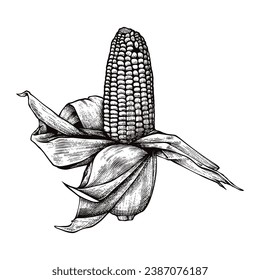 Ilustración de vectores de tinta y pluma de grabado a mano de maíz con negro