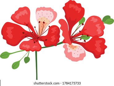 flamboyant flower hand drawing vector