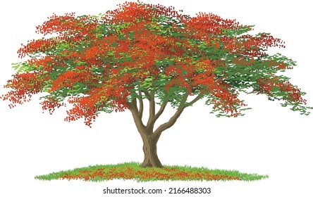Flamboyant tree in bloom vector illustration isolated on white background