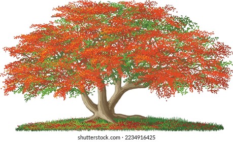 Un árbol flamboyante con tres grandes ramas, ilustración vectorial aislada en fondo blanco