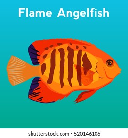 Flame Angelfish, exotic fish tropical marine fish.
