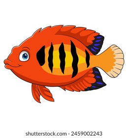 Flame angelfish on white background