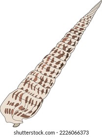 Flame Auger Shell Vector Illustration