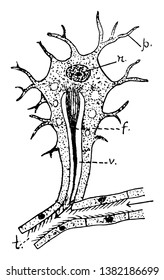 Una célula de llama es una célula excretora especializada que se encuentra en los invertebrados de agua dulce más simples, en el dibujo de líneas vintage o en la ilustración de grabado.