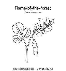 Flame of the forest, or bastard teak (Butea monosperma), medicinal plant. Hand drawn botanical vector illustration