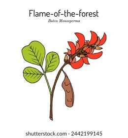 Flame of the forest, or bastard teak (Butea monosperma), medicinal plant. Hand drawn botanical vector illustration