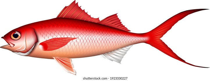 'Flame snapper' illustration, vector EPS format