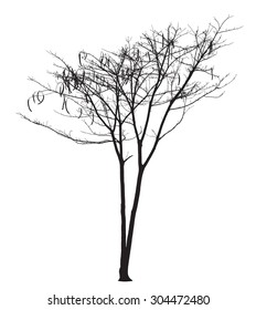 Flame Tree silhouette : Detailed vector 