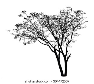 Flame Tree silhouette : Detailed vector 