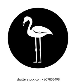 flamenco exotic bird icon vector illustration design