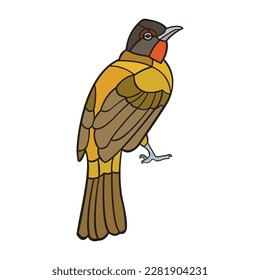 Flame-Throated Bulbul. Vector illustration isolated on white background.