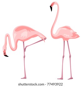 Flamingo